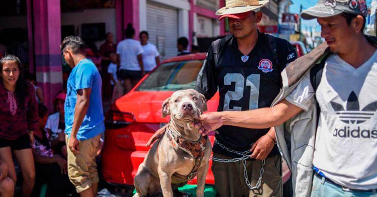 Bolillo perro caravana hondureña