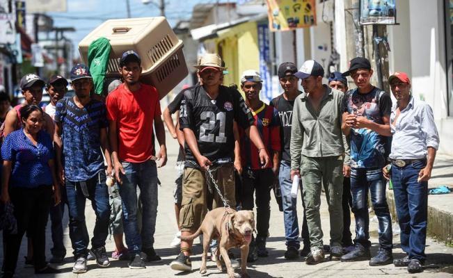 Bolillo perro caravana hondureña