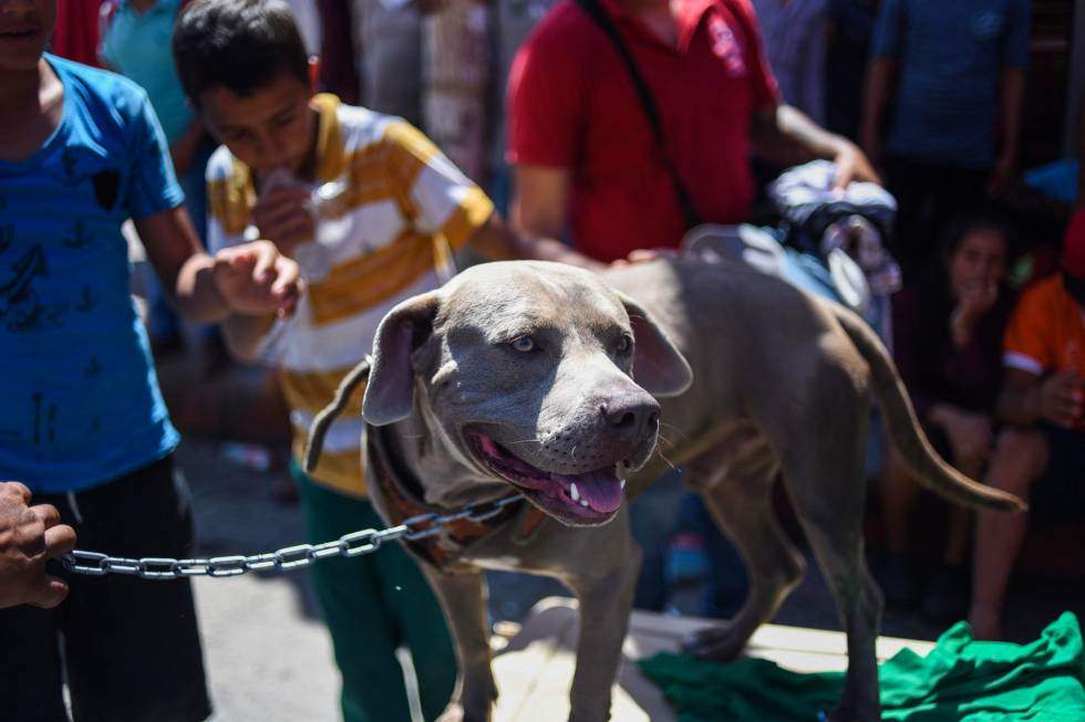 Bolillo perro caravana hondureña