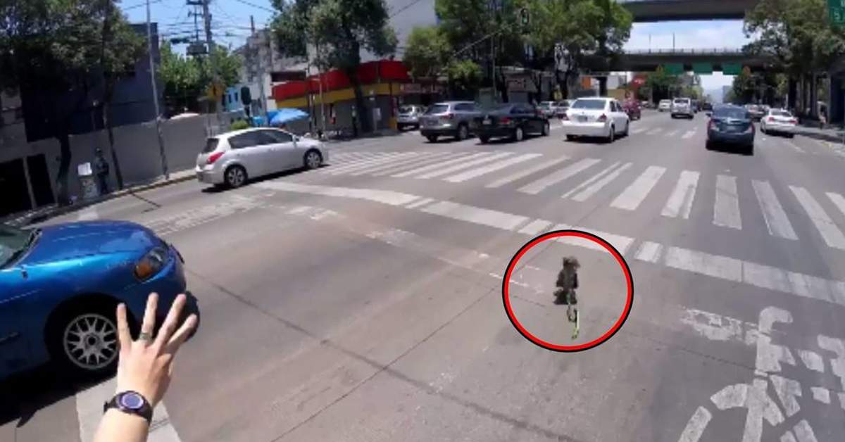 Ciclista rescata a perro en una avenida