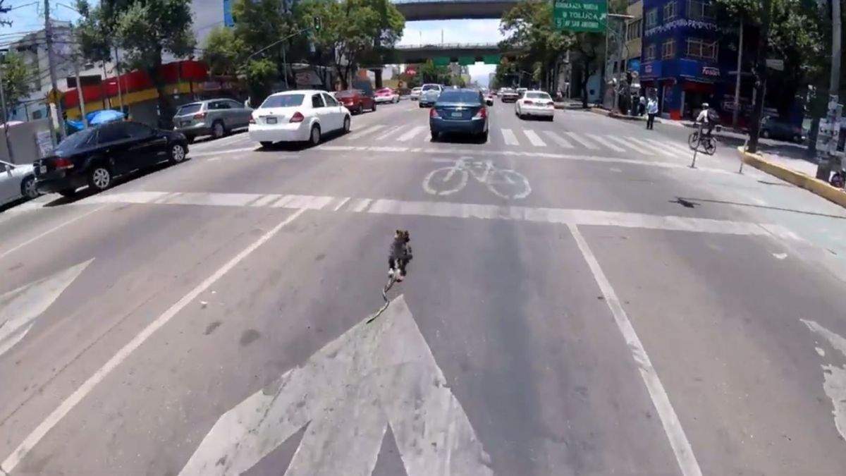 Ciclista rescata a perro en una avenida