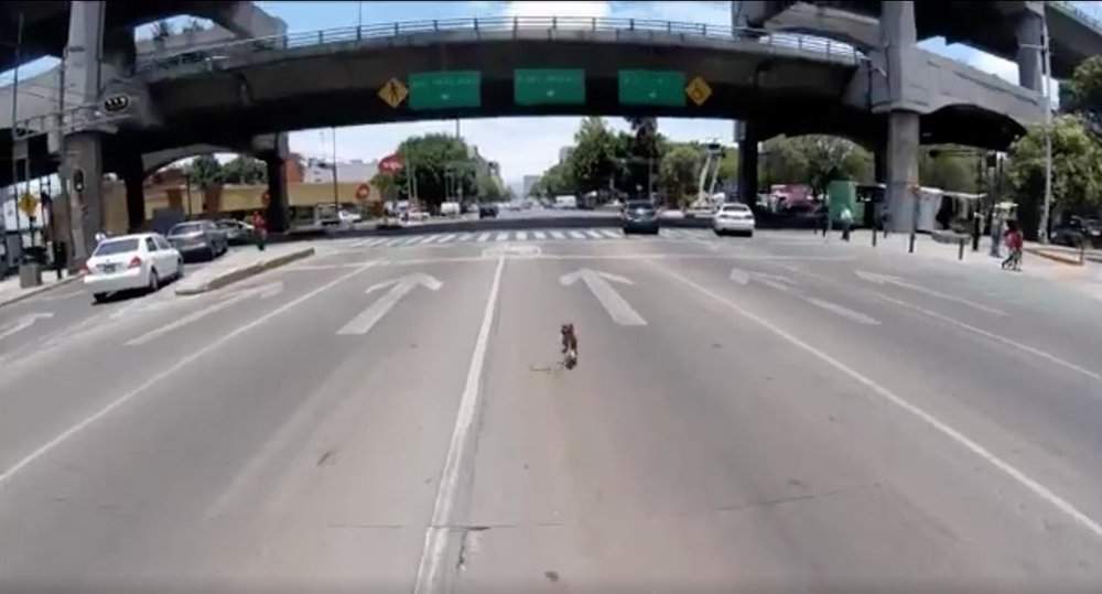 Ciclista rescata a perro en una avenida