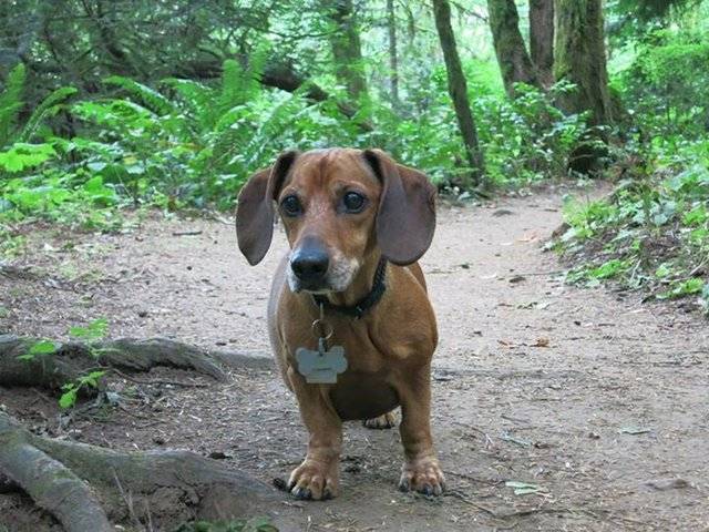 Obie era un perro obeso pero adelgazó