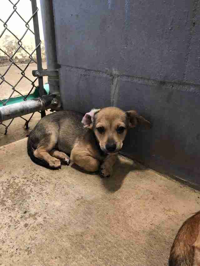 Perra mamá protege a su cachorro