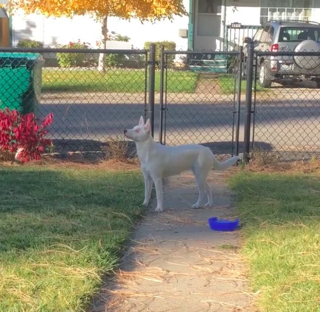 Perro ciego y sordo recibe a su dueño