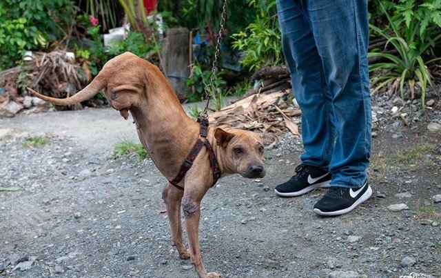 Putol nació con dos patas