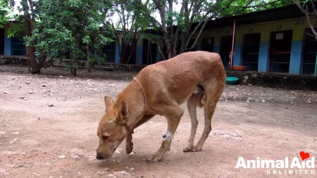 Rescate de Chestnut perro inconsciente