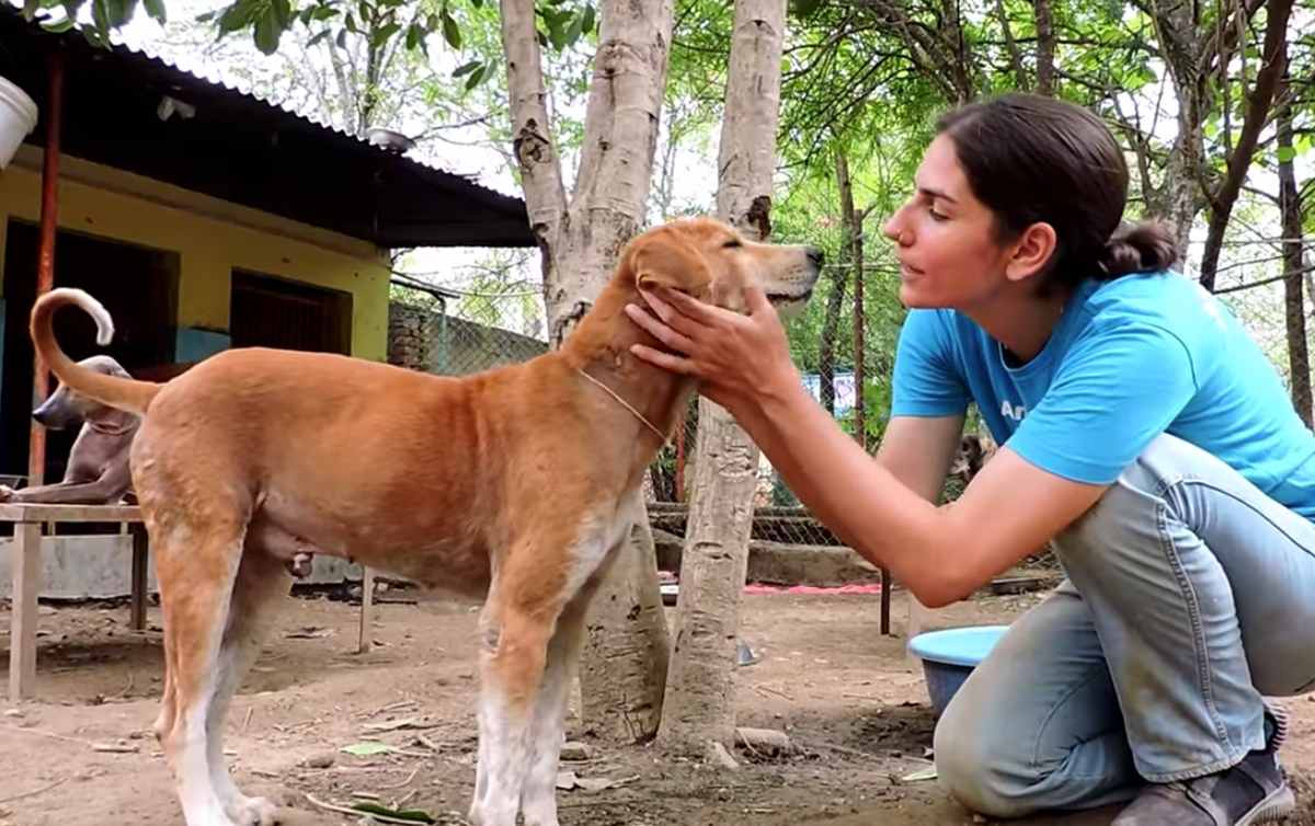 Rescate y transformación de Troy