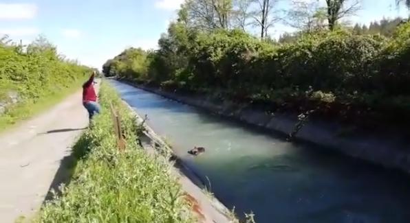 Rescate de perro en El Maule