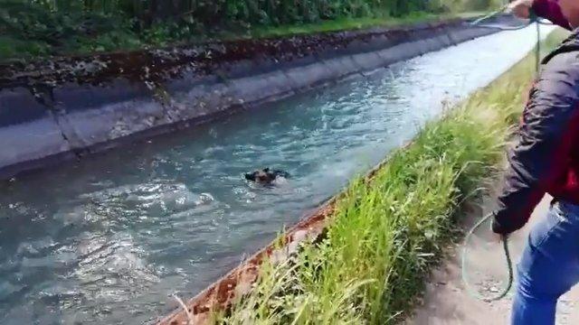 Rescate de perro en El Maule