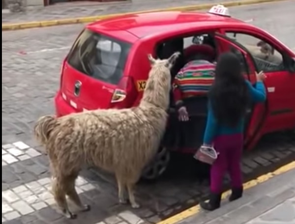 Llama viaja en taxi en Cusco