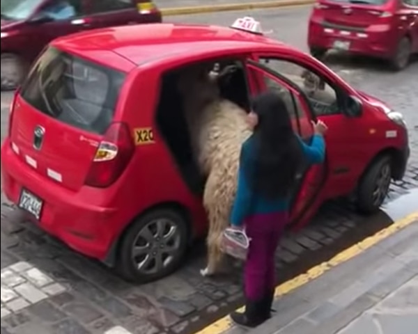 Llama viaja en taxi en Cusco