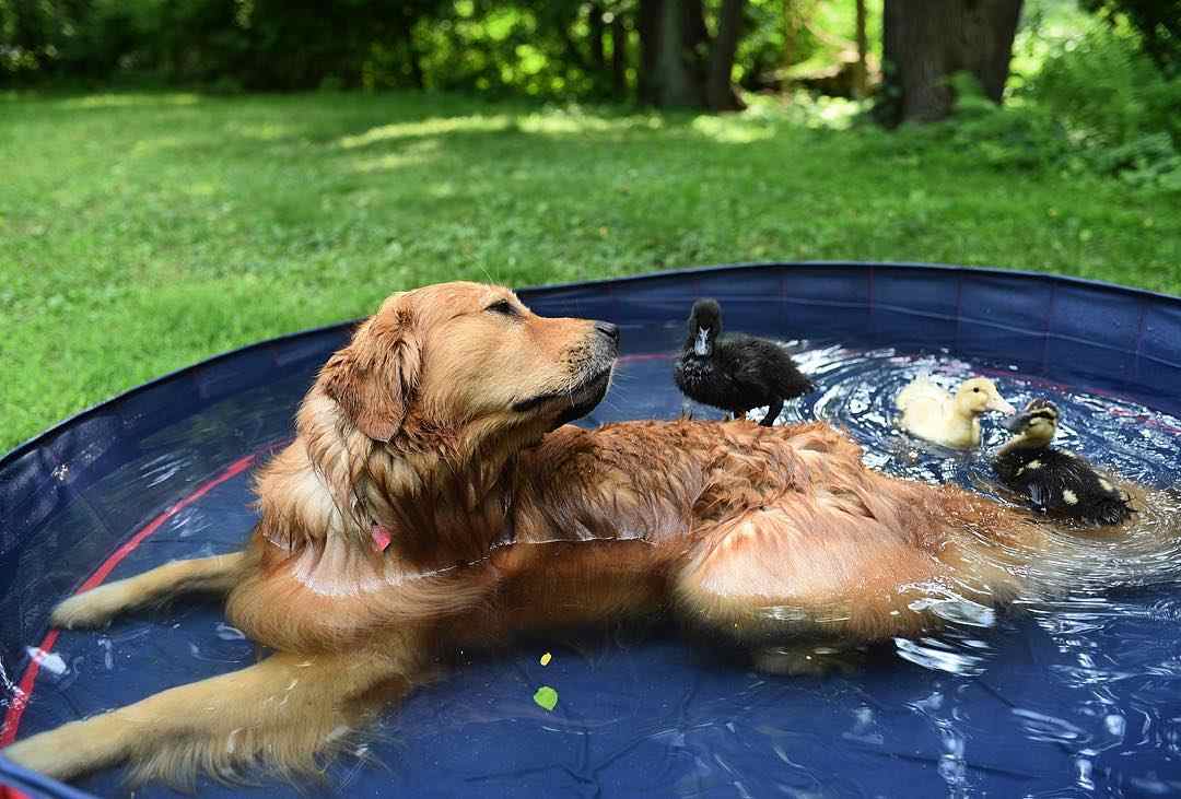 Perro que cuida a los patos