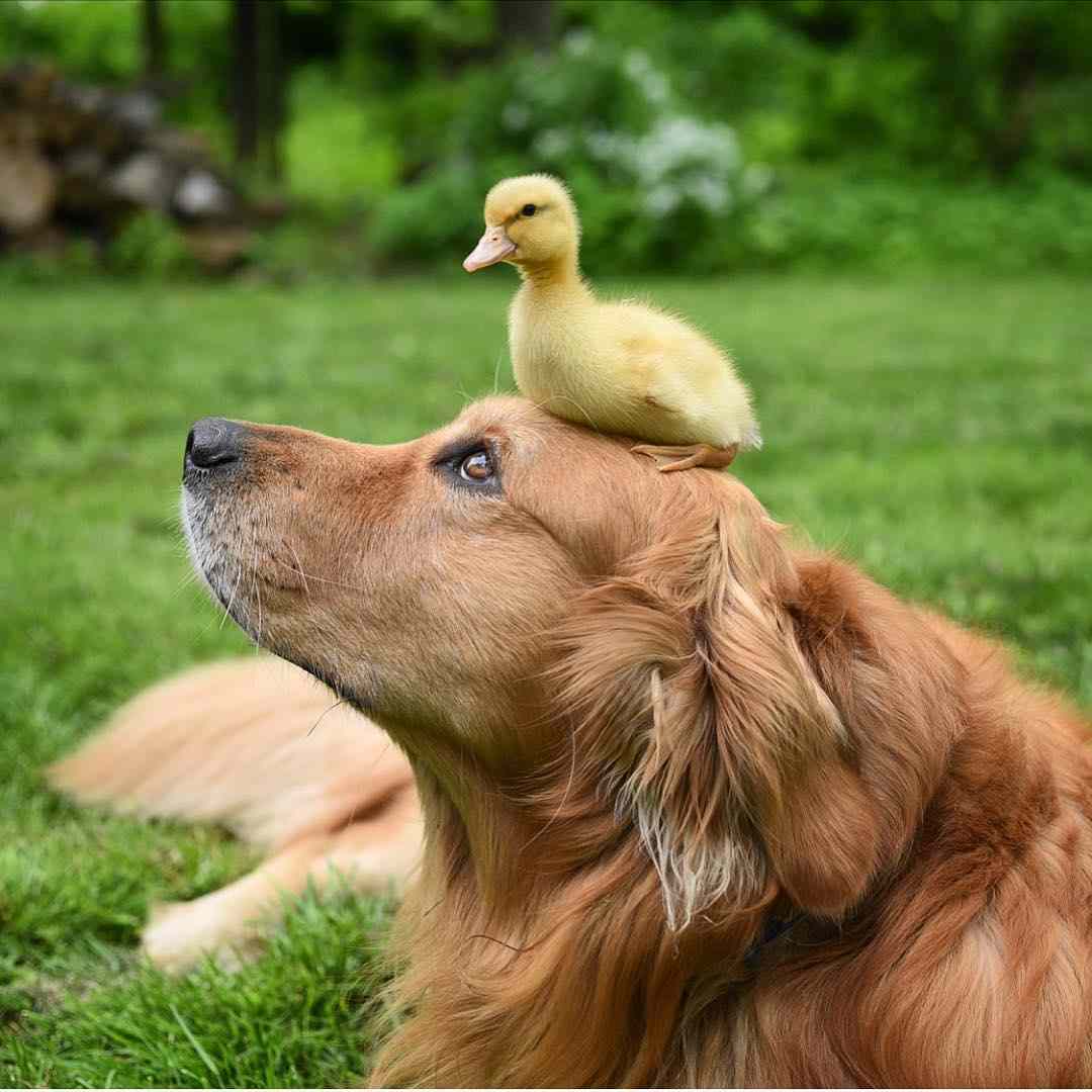 Perro que cuida a los patos